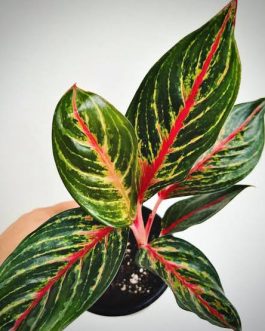 Aglaonema Red Emerald (small sized plant)