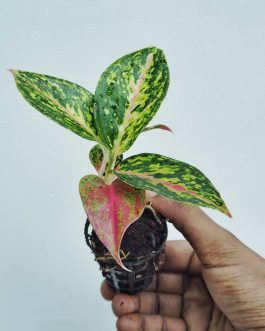 Aglaonema ‘bleeding angel heart’ (small single plant)