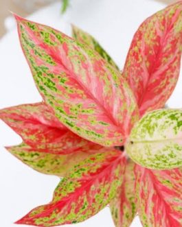 Aglaonema ‘bleeding angel heart’ (small single plant)