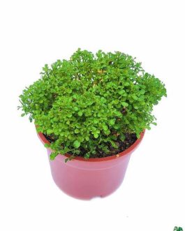 Small net pot sized- Miniature Kamini/Miniature Murraya Paniculata