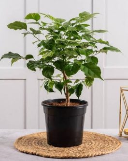 China doll plant (small single plant)