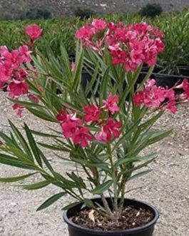 Small single plant net pot- Dwarf Arali/ oleander dwarf- (mixed colors/unknown colors)