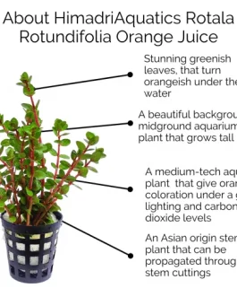 Rotala rotundifolia ‘orange juice’ (large pot)