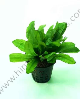 Echinodorus major/ China Amazon (Large pot)