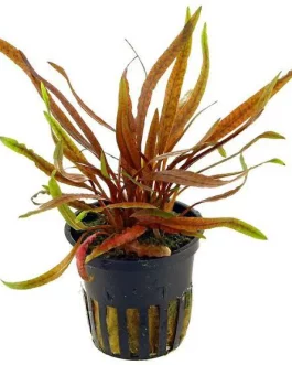 Cryptcoryne Sp Tiger(single plant pot)