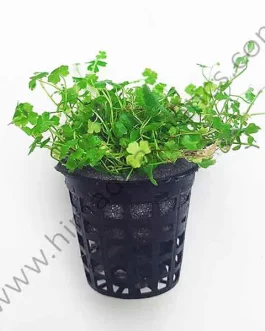 Hydrocotyle tripartita “Honda” (large pot)