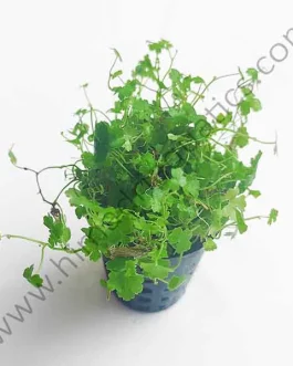 Hydrocotyle tripartita “Honda” (large pot)