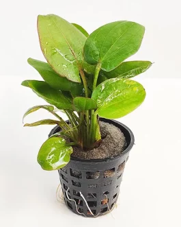 Echinodorus twist/ Echinodorus fancy curl (large pot)