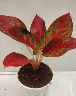 Aglaonema red stardust (medium sized single plant)