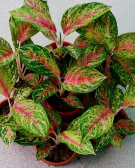 Aglaonema Red Peacock (large single plant)