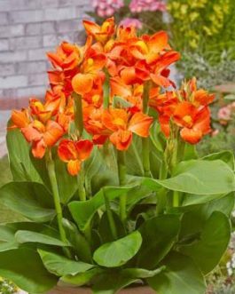 Dwarf canna lily- reedish orange(plant clump)