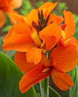 Dwarf canna lily- reedish orange(plant clump)