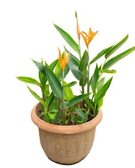 Heliconia American Dwarf-orange (plant clump)