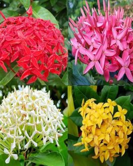 Ixora ( 3 different varieties)