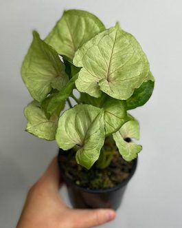 Syngonium Pink Allusion (small single plant pot)