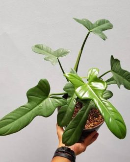 Philodendron Silver Violin (small plant pot)