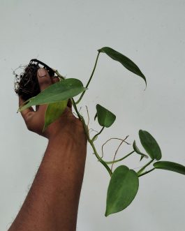 Philodendron Silver Violin (small plant pot)