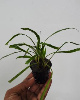 Cryptocoryne Balansae Red (large plant pot)