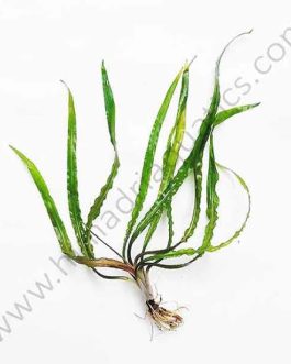 Cryptocoryne Balansae Red (large plant pot)