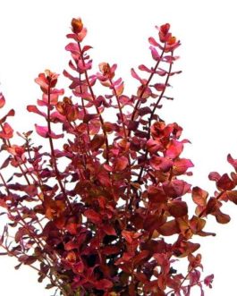 Rotala Macandra Mini Type IV (large pot)