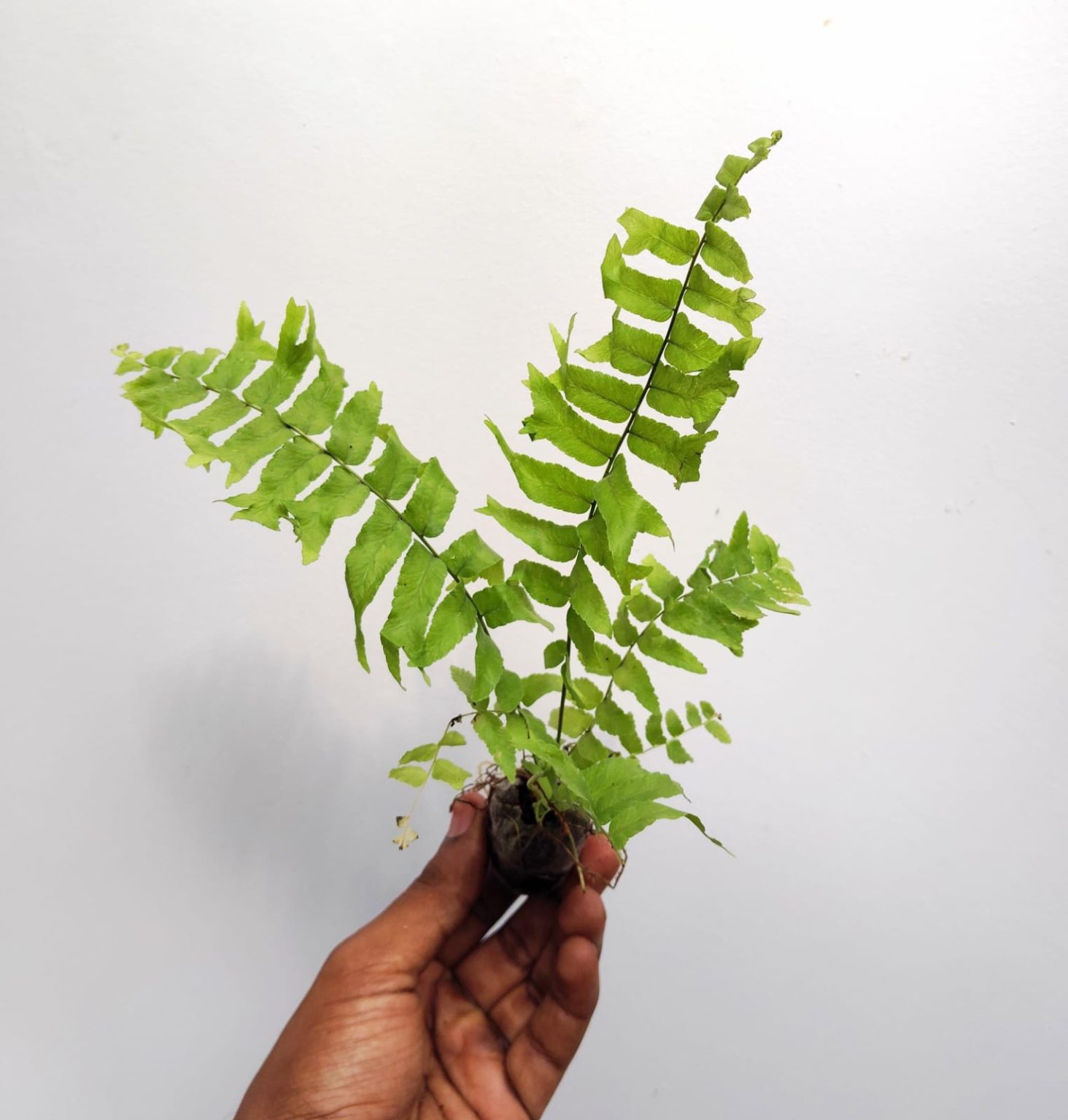 Fishtail Boston fern /Nephrolepis falcata (jiffy sized) Buy 6000