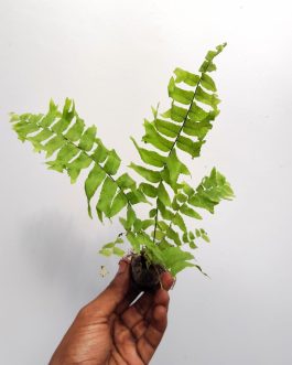 Fishtail Boston fern /Nephrolepis falcata (jiffy sized)