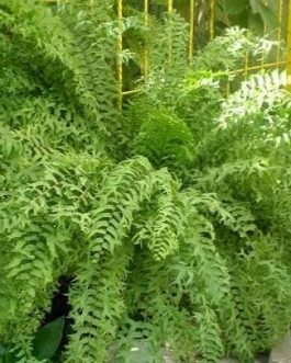 Fishtail Boston fern /Nephrolepis falcata (jiffy sized)