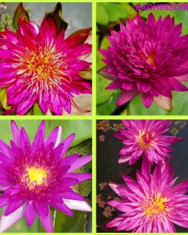 Tropical waterlily flower plant combo ( 4 plants)