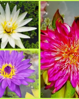 Tropical waterlily (365 days bloomer)flower plants combo (3 plants)