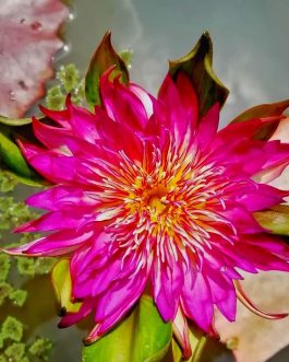 Tropical waterlily (365 days bloomer)flower plants combo (3 plants)