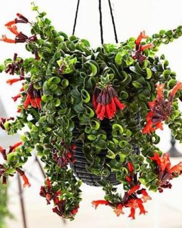 Twisted red lipstick plant (jiffy)