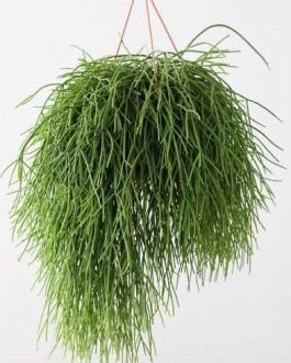 Hanging pencil cactus/ Rhipsalis Pulchra / Coral cactus (jiffy)