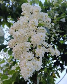 Manimulla/ Porana Paniculata/ Christmas Jasmine (single plant)