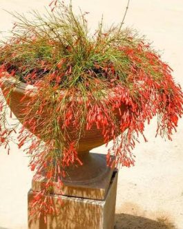 Russelia Red / Fire Cracker (plant clump)