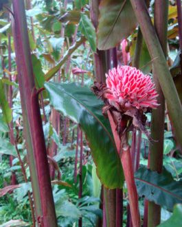 Sunset red torch ginger (single plant)