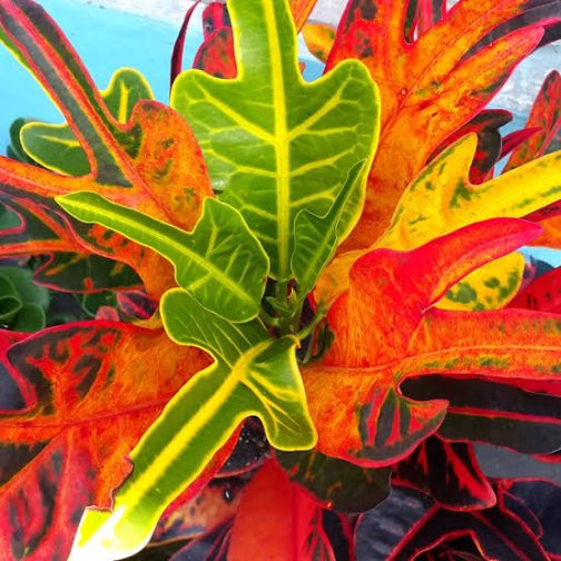 Red arrow head croton (single plant)