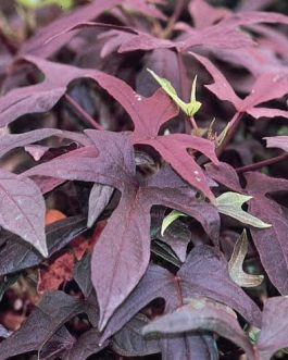 Purple Sweet Potato Vine /Ipomoea batatas (single plant)