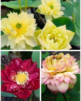 Yellow peony, Nannalin, octopus lotus tuber combo ( 3 lotus)