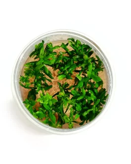 Low tech planted aquarium plant combo