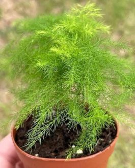 Asparagus Ming Fern (plant clump)