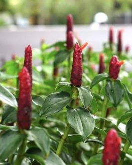 Red button ginger (single plant)