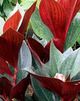 Oxblood Ginger/ Costus Erythrophyllus Rubra (single plant)