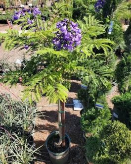 Blue jacaranda/ Jacaranda mimosifolia (single plant)