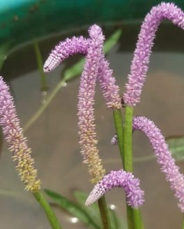 Lizard tail pond plant ( 5 plants)