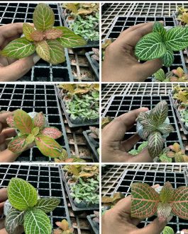 Fittonia/ nerve plant ( 12 different varieties)