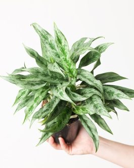 Aglaonema Grey Hound (single large plant)