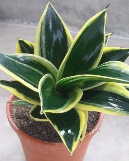 Sansevieria Hahnii Black Star (single plant)