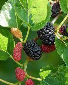 Indian Mulberry Plant (single plant)