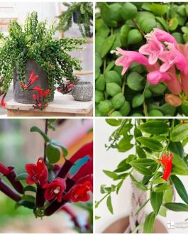 Hangable Lipstick plant combo (16 plants)