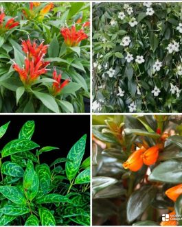 Hangable Lipstick plant combo (16 plants)